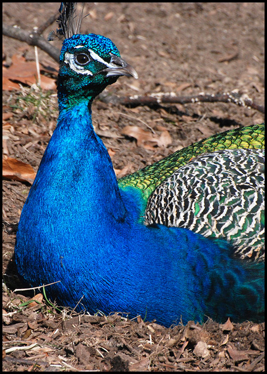 JPPeacock Portrait